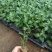 菊花苗四季开花乒乓菊花苗秋菊盆栽室内外阳台好养绿植花卉