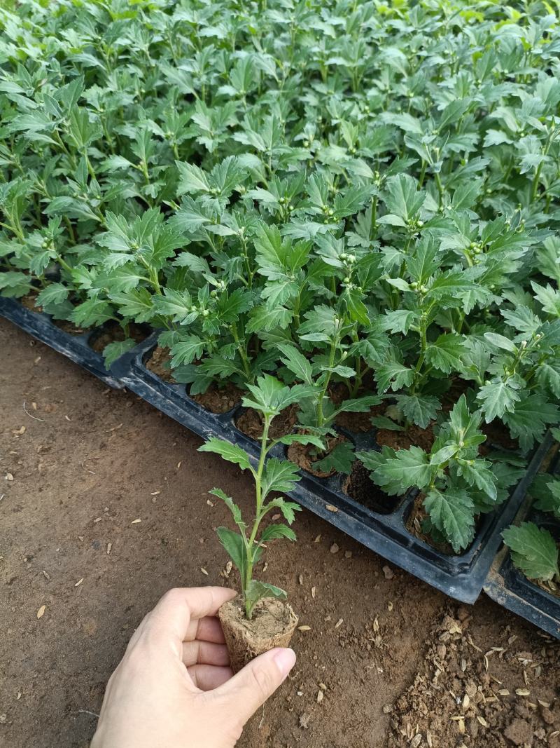 菊花苗四季开花乒乓菊花苗秋菊盆栽室内外阳台好养绿植花卉