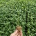 菊花苗四季开花乒乓菊花苗秋菊盆栽室内外阳台好养绿植花卉