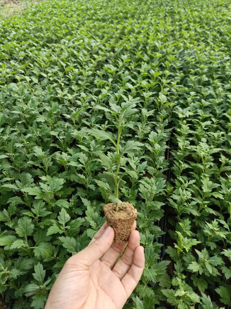 菊花苗四季开花乒乓菊花苗秋菊盆栽室内外阳台好养绿植花卉