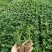 菊花苗四季开花乒乓菊花苗秋菊盆栽室内外阳台好养绿植花卉