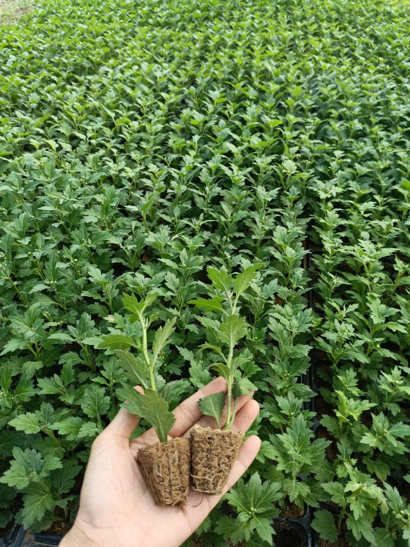 菊花苗四季开花乒乓菊花苗秋菊盆栽室内外阳台好养绿植花卉