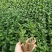 菊花苗四季开花乒乓菊花苗秋菊盆栽室内外阳台好养绿植花卉