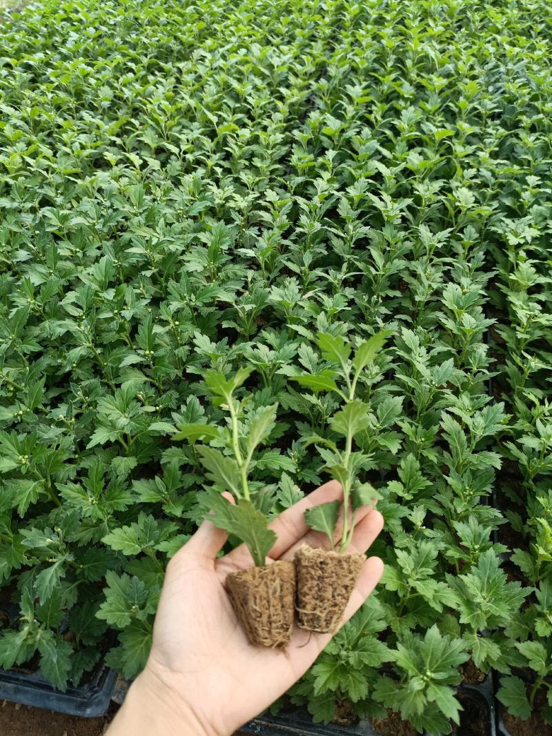 菊花苗四季开花乒乓菊花苗秋菊盆栽室内外阳台好养绿植花卉