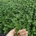 菊花苗四季开花乒乓菊花苗秋菊盆栽室内外阳台好养绿植花卉