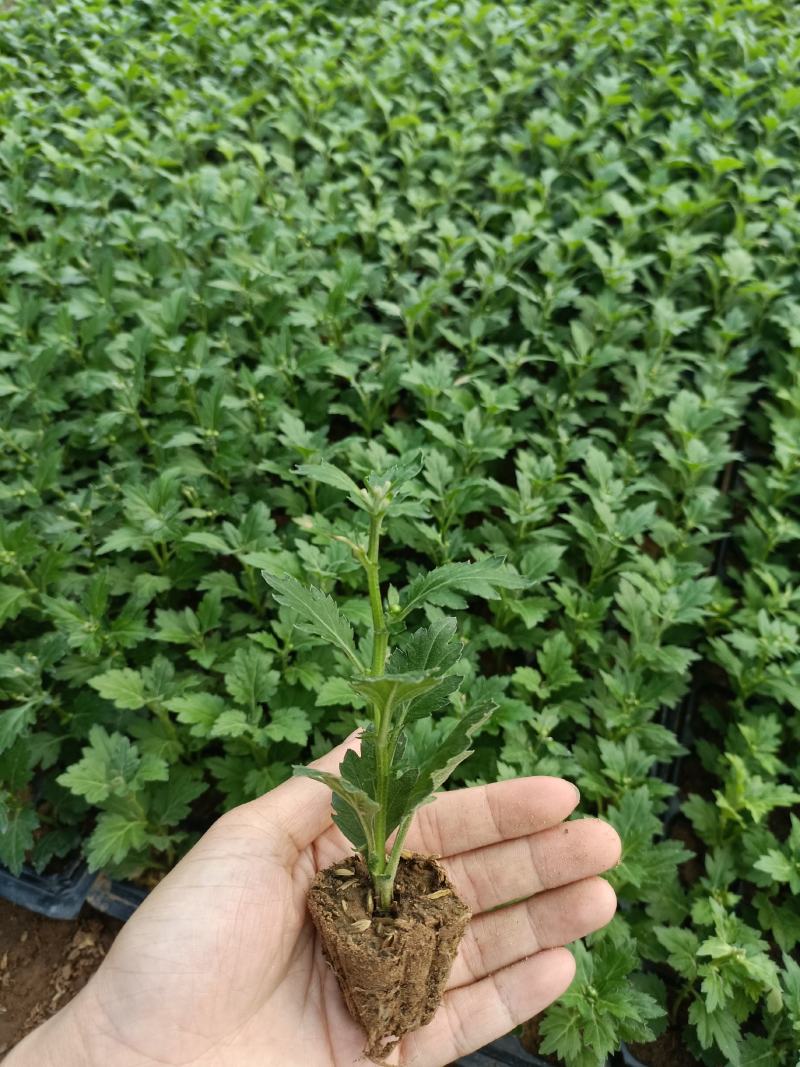 菊花苗四季开花乒乓菊花苗秋菊盆栽室内外阳台好养绿植花卉