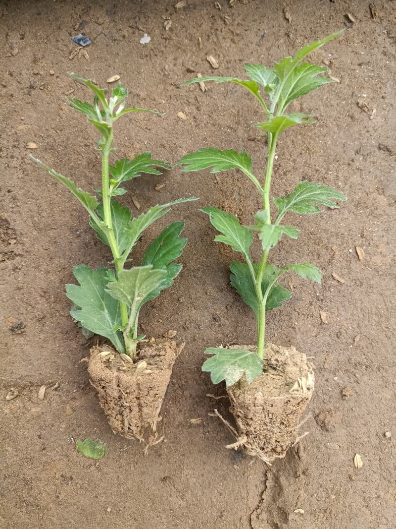 菊花苗四季开花乒乓菊花苗秋菊盆栽室内外阳台好养绿植花卉