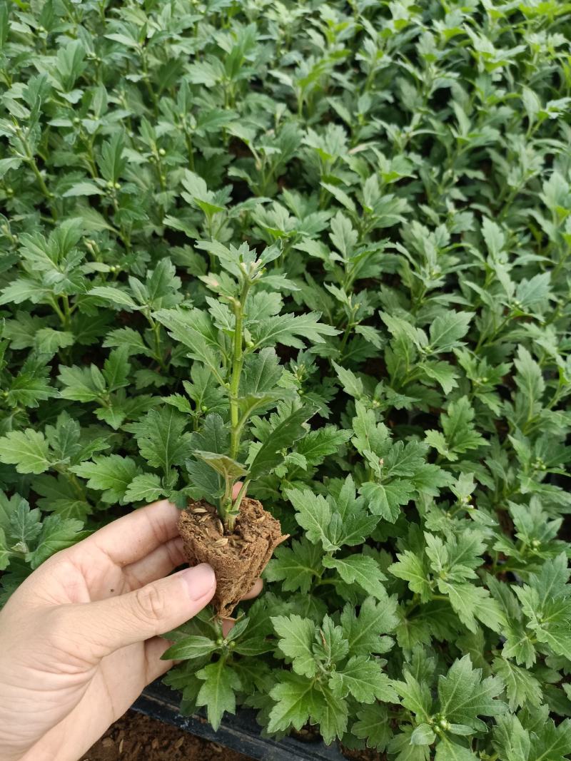 菊花苗四季开花乒乓菊花苗秋菊盆栽室内外阳台好养绿植花卉