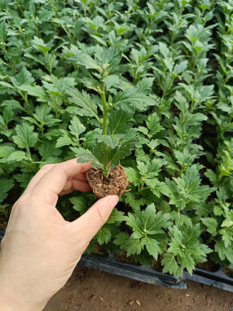 菊花苗四季开花乒乓菊花苗秋菊盆栽室内外阳台好养绿植花卉