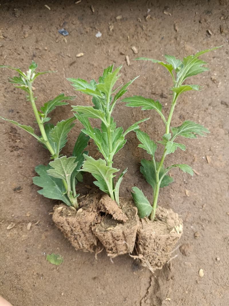 菊花苗四季开花乒乓菊花苗秋菊盆栽室内外阳台好养绿植花卉
