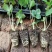 四季草莓盆栽草莓苗四季结果阳台庭院室内种植盆栽南北方种植