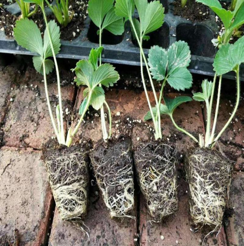 四季草莓盆栽草莓苗四季结果阳台庭院室内种植盆栽南北方种植