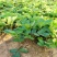 四季草莓盆栽草莓苗四季结果阳台庭院室内种植盆栽南北方种植