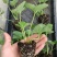 四季草莓盆栽草莓苗四季结果阳台庭院室内种植盆栽南北方种植