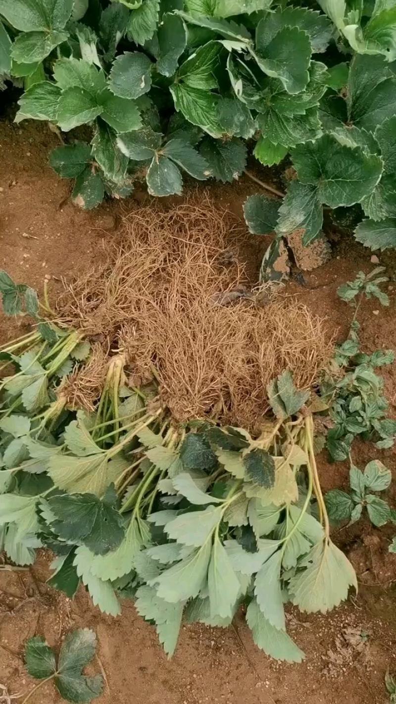 四季草莓盆栽草莓苗四季结果阳台庭院室内种植盆栽南北方种植