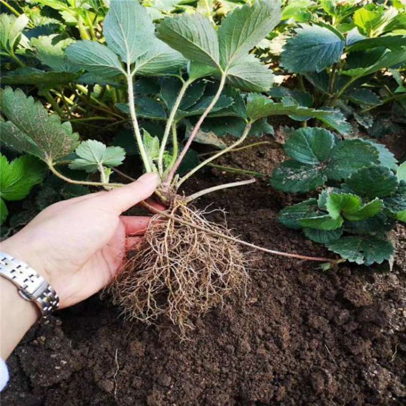 四季草莓盆栽草莓苗四季结果阳台庭院室内种植盆栽南北方种植