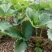 四季草莓盆栽草莓苗四季结果阳台庭院室内种植盆栽南北方种植