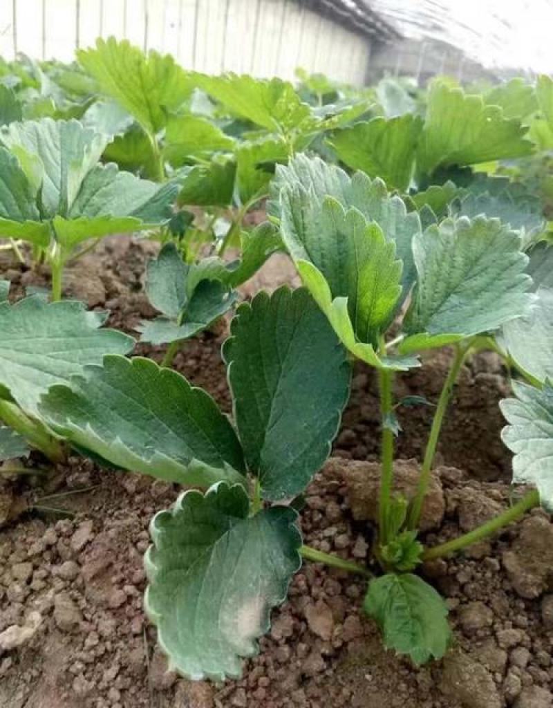 四季草莓盆栽草莓苗四季结果阳台庭院室内种植盆栽南北方种植