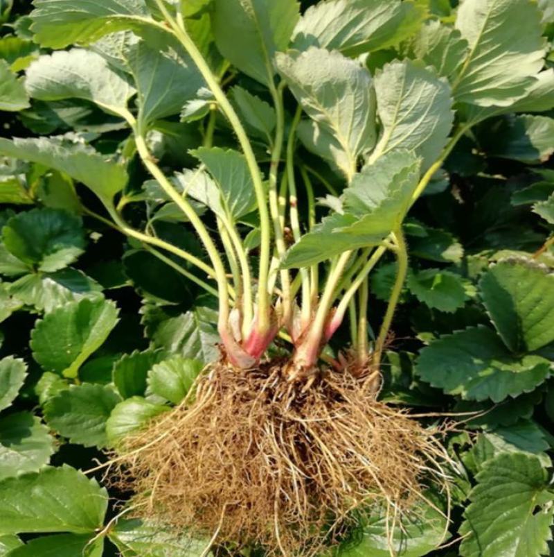四季草莓盆栽草莓苗四季结果阳台庭院室内种植盆栽南北方种植