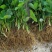 四季草莓盆栽草莓苗四季结果阳台庭院室内种植盆栽南北方种植