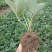 四季草莓盆栽草莓苗四季结果阳台庭院室内种植盆栽南北方种植