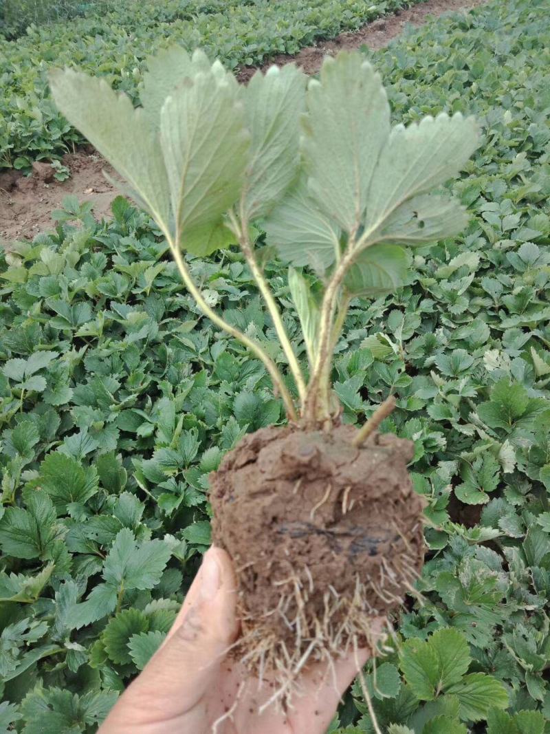 四季草莓盆栽草莓苗四季结果阳台庭院室内种植盆栽南北方种植