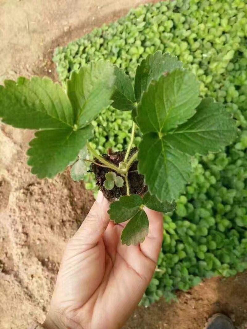 四季草莓盆栽草莓苗四季结果阳台庭院室内种植盆栽南北方种植