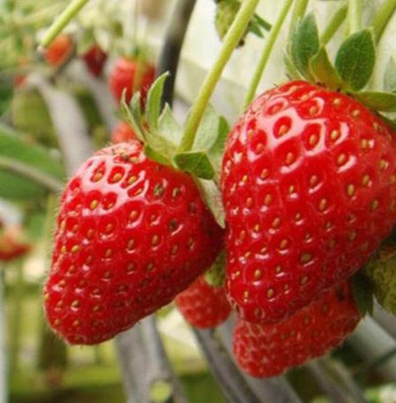 草莓种子红草莓种籽白奶油水果食用四季播种易种室内阳台盆栽