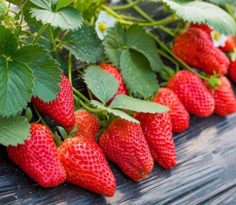 草莓种子红草莓种籽白奶油水果食用四季播种易种室内阳台盆栽