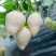 草莓种子红草莓种籽白奶油水果食用四季播种易种室内阳台盆栽