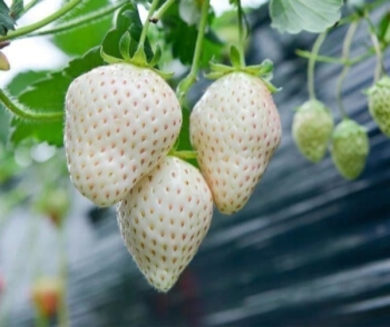 草莓种子红草莓种籽白奶油水果食用四季播种易种室内阳台盆栽