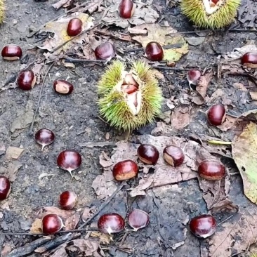 新鲜板栗