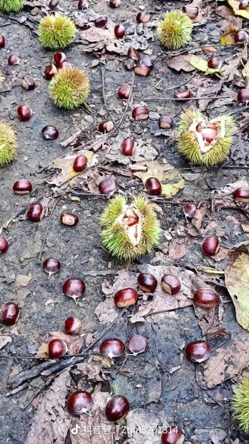 新鲜板栗