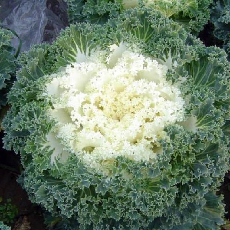 新型羽衣甘蓝种子花卉观赏食用紫色蔬菜籽苗农家四季阳台盆栽
