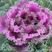 新型羽衣甘蓝种子花卉观赏食用紫色蔬菜籽苗农家四季阳台盆栽