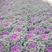 新型羽衣甘蓝种子花卉观赏食用紫色蔬菜籽苗农家四季阳台盆栽