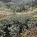 绿茶籽茶叶籽茶种子高山茶籽