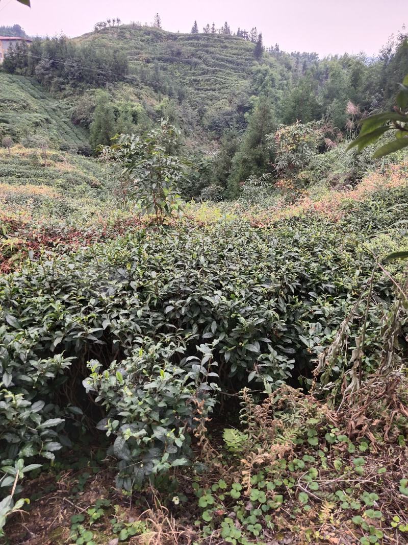 绿茶籽茶叶籽茶种子高山茶籽