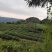 绿茶籽茶叶籽茶种子高山茶籽