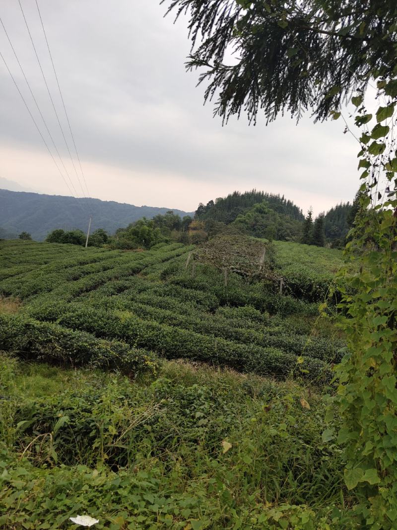 绿茶籽茶叶籽茶种子高山茶籽
