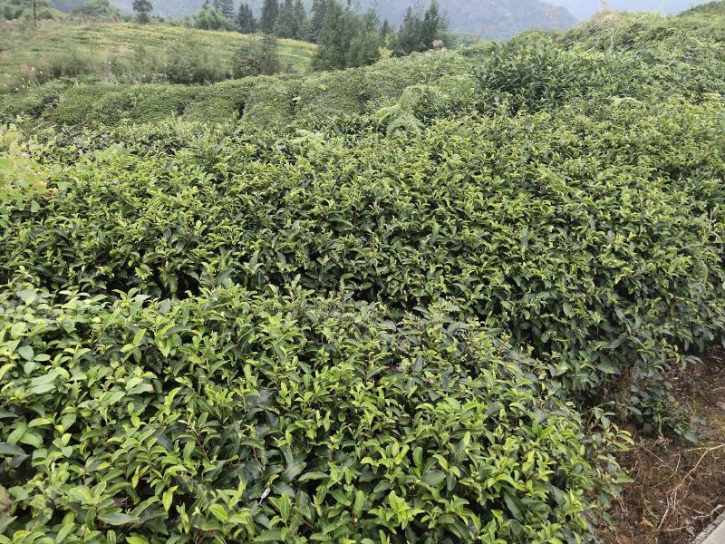 绿茶籽茶叶籽茶种子高山茶籽