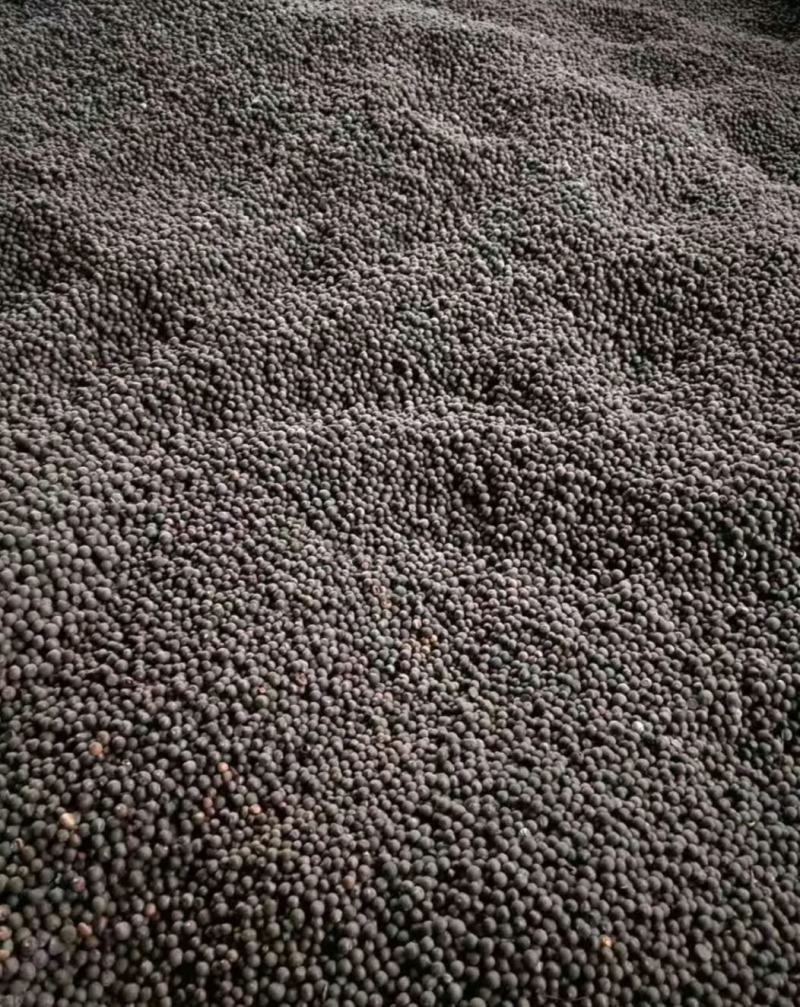 绿茶籽茶叶籽茶种子高山茶籽
