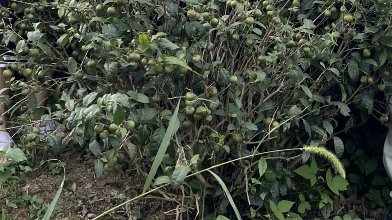 绿茶籽茶叶籽茶种子高山茶籽