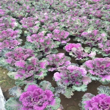 羽衣甘蓝盆栽观叶花苗彩叶草植物叶牡丹盆栽阳台冬天室外耐寒