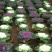羽衣甘蓝盆栽观叶花苗彩叶草植物叶牡丹盆栽阳台冬天室外耐寒