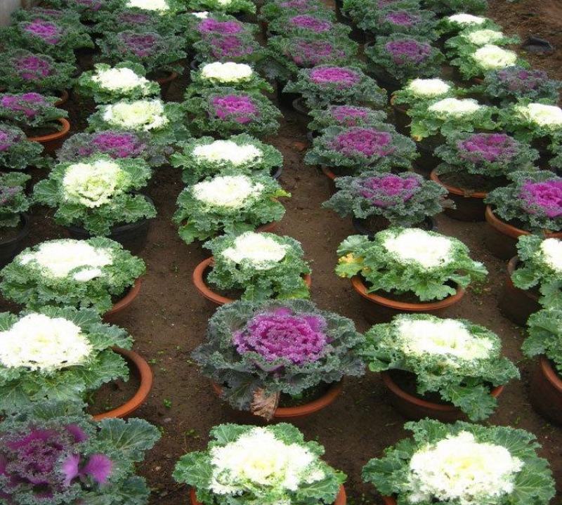 羽衣甘蓝盆栽观叶花苗彩叶草植物叶牡丹盆栽阳台冬天室外耐寒