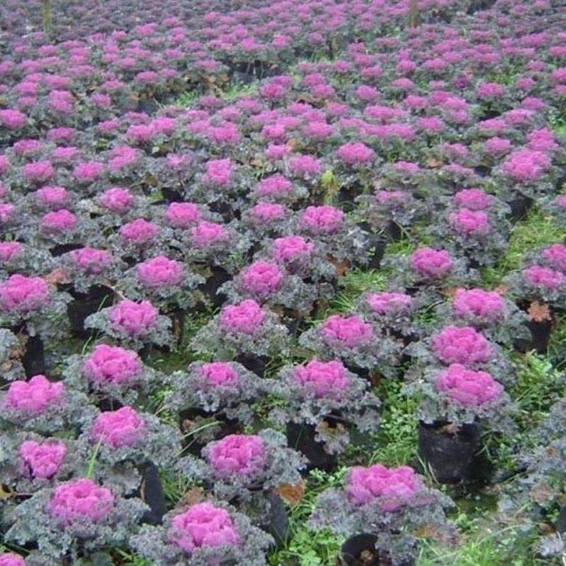 羽衣甘蓝盆栽观叶花苗彩叶草植物叶牡丹盆栽阳台冬天室外耐寒