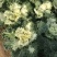 羽衣甘蓝盆栽观叶花苗彩叶草植物叶牡丹盆栽阳台冬天室外耐寒