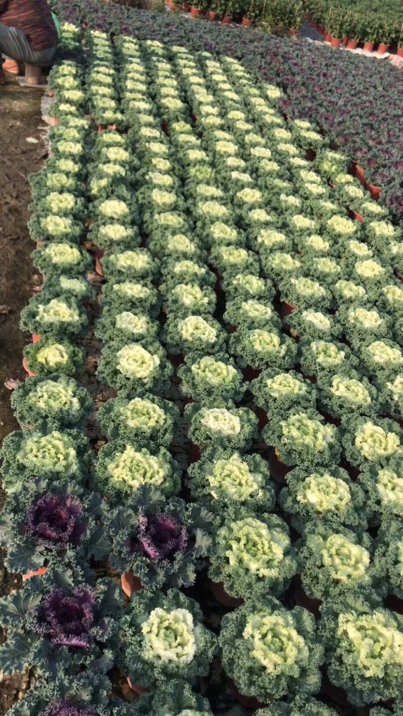 羽衣甘蓝盆栽观叶花苗彩叶草植物叶牡丹盆栽阳台冬天室外耐寒
