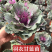 羽衣甘蓝盆栽观叶花苗彩叶草植物叶牡丹盆栽阳台冬天室外耐寒